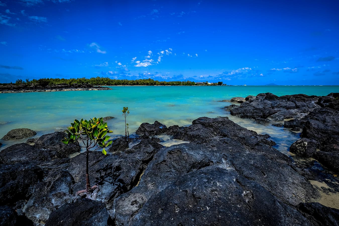 Mangroves and the Future of Community-Based Ecotourism
