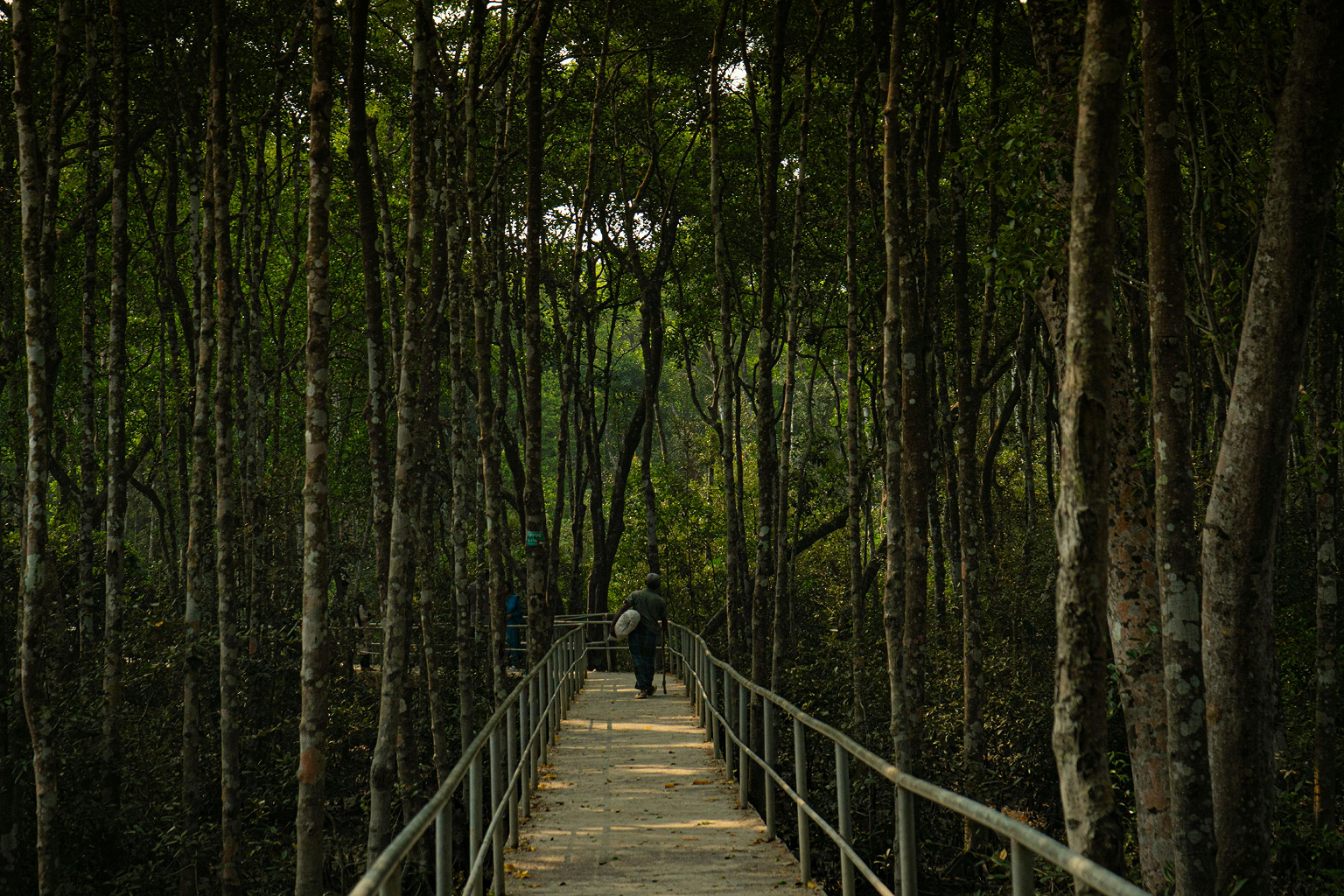 Mangrove Coastline